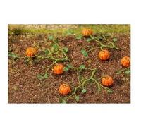 Citrouilles 6 Pieces Faller Ho G