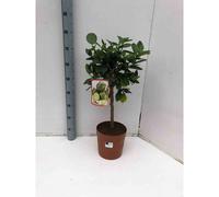 Citrus aurantifoliacitron vert 4 l 30-50 cm