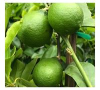 Citrus bearscitron vert 10 l 140-160 cm