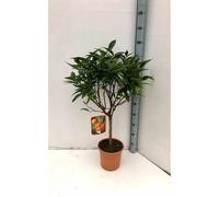 Citrus clémentina 80 l 150-175 cm péri 30-40