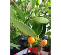 Citrus fortunella 'Hindsii' greffé sur Volkameriana/Kumquat de Hong Kong/Conteneur de 5 à 6 litres/Tigette