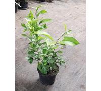 Citrus limon '4 Saisons' (bouture) / Citronnier 4 Saisons/Conteneur de 2 à 2.9 litres/agrume