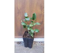 Citrus limon '4 Saisons' (bouture) / Citronnier 4 Saisons/Godet Anti-Chignon