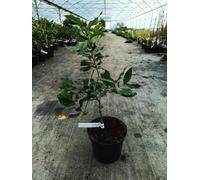 Citrus limon 'Cappuccio' greffé sur volkameriana/Citronnier compact à citron prime sans pépins/Conteneur de 5 à 6 litres/Tigette