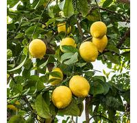 Citrus limon 'Eureka' (120-160 cm) - Arbre fruitier à feuilles persistantes pour jardin, terrasse & balcon, idéal pour une ambiance méditerranéenne & des citrons frais