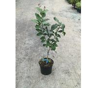 Citrus limon 'Florentina' greffé sur FA5 / Citronnier 4 Saisons 'Florentina' / Conteneur de 5 à 6 litres/Agrume