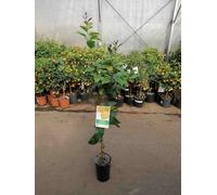 Citrus limon lunario ca. 120 cm - Véritable citronnier - Citron quatre saisons