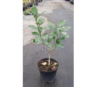 Citrus limon x junos greffé sur poncirus trifoliata/Citron Yuko/Conteneur de 5 à 6 litres/Tigette/Agrume