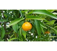 Citrus reticulata greffé sur Volkameriana/Mandarinier/Conteneur de 5 à 6 litres/Agrume