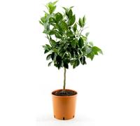 Citrus sinensis - Arancio Orange Tree 80-100 cm - Plante d'agrumes pour jardin & balcon, parfumée & fertile, entretien facile