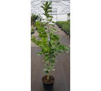 Citrus sinensis 'Chislett Summer Navel' greffé sur FA5® / Oranger Navel/Conteneur de 7 à 10 litres/Baliveau