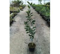 Citrus sinensis 'Washington Navel' greffé sur FA5 / Oranger Navel/Conteneur de 7 à 10 litres/Agrume