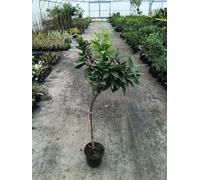 Citrus x clementina 'Fina' greffé sur FA5 / Clementinier Fina/Conteneur de 7 à 10 litres/Agrume