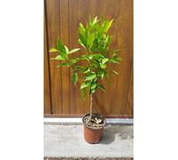 Citrus x clementina greffé sur Volkameriana/Clementinier/Conteneur de 1 à 1.9 litres/Tigette