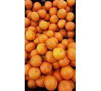 Citrus x clementina greffé sur Volkameriana/Clementinier/Conteneur de 5 à 6 litres/Tigette