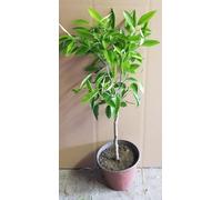 Citrus x clementina 'Rubino' greffé sur Volkameriana/Clementinier sanguin/Conteneur de 1 à 1.9 litres/Tigette