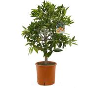 Citrus x 'Kucle' 80-100 cm - Kumquat x Clémentine - Plante d'agrumes - Arbres à kucle