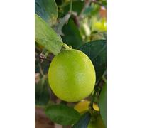 Citrus x latifolia 'Tahiti' greffé sur Volkameriana/Lime de Tahiti/Conteneur de 5 à 6 litres/Agrume