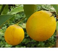 Citrus x meyeri greffé sur FA5 / Citronnier Meyer/Conteneur de 5 à 6 litres/Agrume