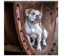 City dogs in the landscape park (Wall Calendar 2026 12" x 24" / 30 x 60 cm (open)) CALVENDO 12 Month Wall Calendar