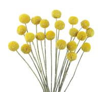 CITYES - Lot de 20 boules de fleurs séchées naturelles Craspedia Billy avec boutons de bille, bouquet de fleurs séchées pour arrangement floral, mariage, maison, grand vase, artisanat, décoration