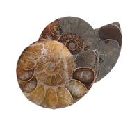 CIYODO 2 Pièces Ammonite Specimen Natural Split Conch Slice Pendant Rare Decor For Feng Shui And Science Education