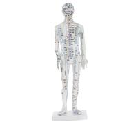 CIYODO Modèle Acupuncture Corps Humain Masculin Blanc Mannequin Méridiens et Points Acupuncture Outil Enseignement Chinois pour Formation et Pratique des Étudiants