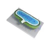 CIYODO Modèle Cellule Animale Agrandie avec Noyau pour Enseignement Biologie Kit Interactif DIY pour Démonstration Classe et Apprentissage Scientifique