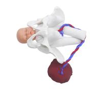 CIYODO Modèle de Bassin d'Accouchement Fœtus Cordon Ombilical et Placenta Outil Pédagogique pour L'Enseignement de Prénatale et Simulation d'Accouchement 1 Pièce