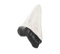 CIYODO Modèle de dents de requin réalistes, décoration pour table et bibliothèque, décoration fossile pour bureau, école et collection, 14 x 11,5 x 3,5 cm