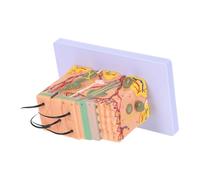 CIYODO Modèle Structure Couches de Peau Humaine Agrandi pour Étude de la Structure et Physiologie Outil Pédagogique Médical