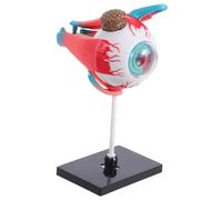 CIYODO Puzzle Humaine Pour Garçon Fille Jouet Éducatif Corps Modèle Réaliste Œil Pour Enseigner La Science Maison Et