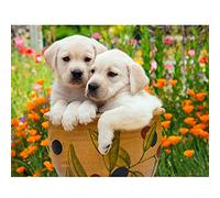 Classic 1000piece Jigsaw Puzzle Dog Animal Garden Crafts Suitable for Home Wall Decoration 50x70cm