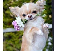 Classic 1000piece Jigsaw Puzzle for Kids: Dog and Flowers Chihuahua Home Decorative Painting 38x26cm