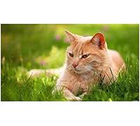 Classic 1000piece Jigsaw Puzzle Ginger Cat Bar Wall Decor 50x70cm