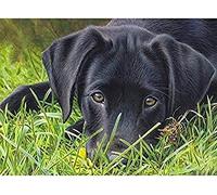 Classic 2000 Piece Jigsaw Puzzle Black Labrador Wall Art Home Decor Decoration Gift 70x100cm
