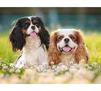 Classic 2000piece Jigsaw Puzzle Cavalier King Charles Spaniel Wall Art Home Decor 70x100cm