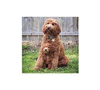 Classic 2000piece Jigsaw Puzzle Cocker Spaniel Art Craft Suitable for Home Wall Decoration Decorative Gift 70x100cm