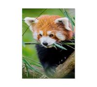 Classique Puzzle Adulte 1000 Pièces Paysage Puzzle en Papier,Panda Rouge,DIY Objets De Collection Décoration De La Maison Moderne(50x70cm)-AC48