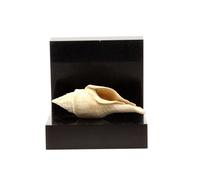 Clavilithes Noae. 138.00 Ct. Damery, Marne, France.