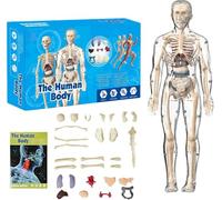 Clear Human Body Structure Model, DIY Assembled Removable Organs Bones, 29 Piece 3D Anatomy Figure Kit, Transparent Physiology Model (A)