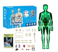 Clear Human Body Structure Model, DIY Assembled Removable Organs Bones, 29 Piece 3D Anatomy Figure Kit, Transparent Physiology Model (C)