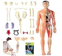 Clear Human Body Structure Model, for Kid Anatomy Model Skeleton, Disassembled & Easy to Assemble with Instruction Manual, Real-Proportion, Smooth Texture (Translucent)