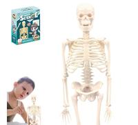 Clear Human Body Structure Model, for Kid Anatomy Model Skeleton, Disassembled & Easy to Assemble with Instruction Manual, Real-Proportion, Smooth Texture (Skeleton)