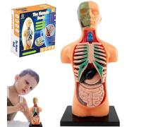 Clear Human Body Structure Model, for Kid Anatomy Model Skeleton, Disassembled & Easy to Assemble with Instruction Manual, Real-Proportion, Smooth Texture (Half Body)
