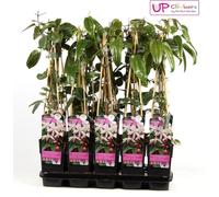 Clematis armandii Apple Blossom - Clématite à feuilles persistantes - Fleurs rose clair - Pot Ø15cm - ↕65cm Plante grimpante - Fleurs parfumées - Vert hivernal - Aime les abeilles