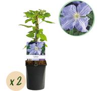 Clematis 'Blue Angel' - Set de 2 - Plante grimpante à fleurs bleu clair - Ø11 cm - Hauteur env. 40 cm - Entretien facile - Floraison du printemps à l'été - Pour espaliers & pergolas