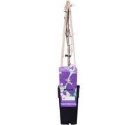 Clematis 'Jackmanii'- Clématite 'Jackmanii' 50-60 cm en conteneur