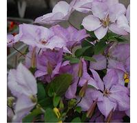 Clematis 'Margaret Hunt'- Clématite des montagnes 'Margaret Hunt' 50-60 cm en conteneur