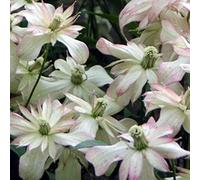 Clematis Montana 'Marjorie'- Clématite des montagnes 'Marjorie' 50-60 cm en conteneur